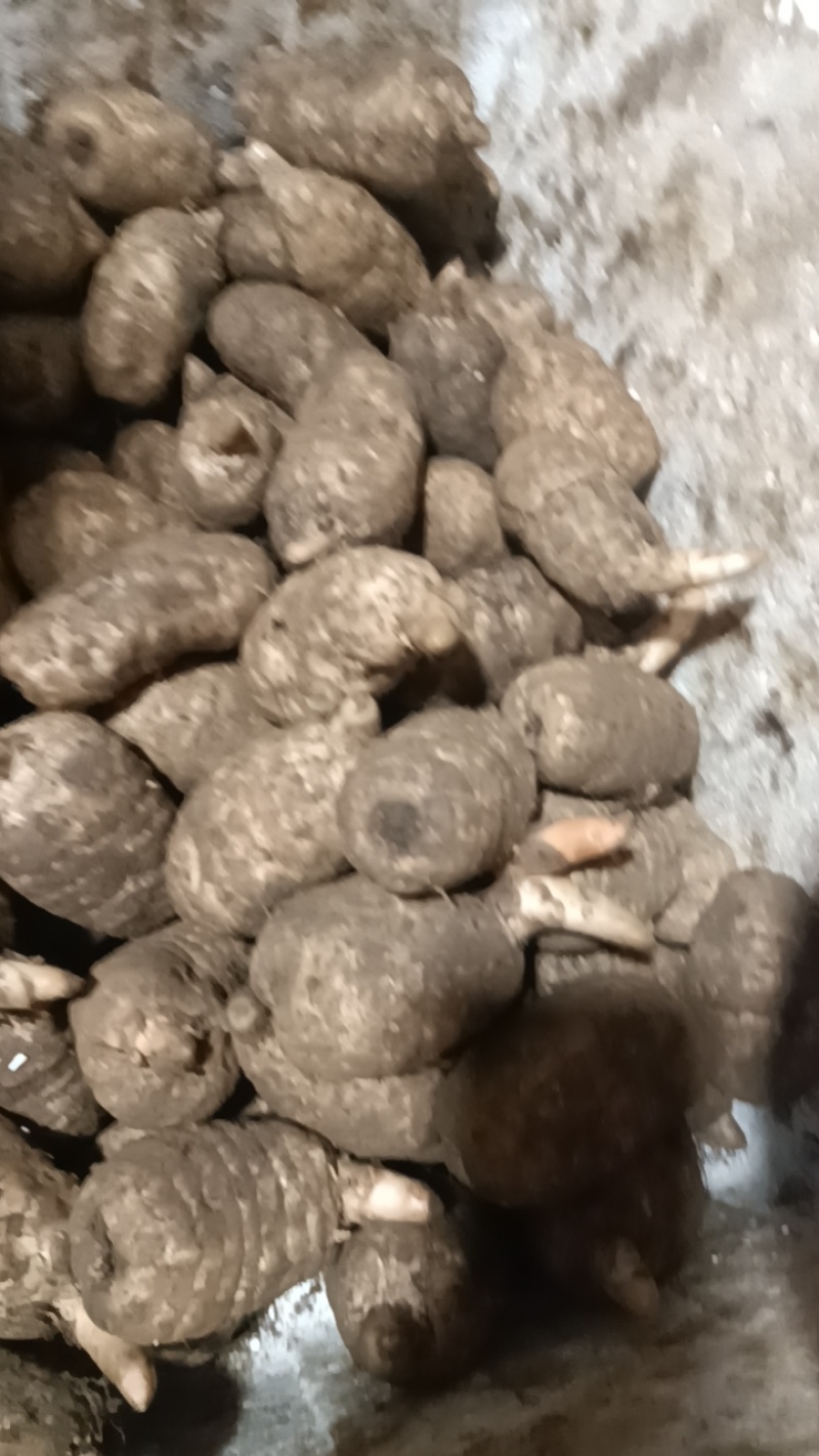 天麻无硫天麻片