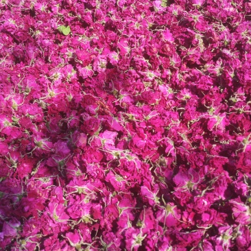 平阴重瓣红玫瑰花茶大朵干玫瑰无硫烘干散装整箱批发