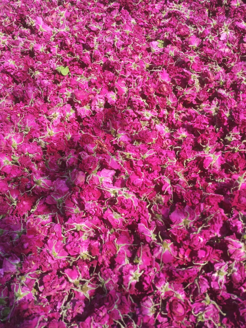 平阴重瓣红玫瑰花茶大朵干玫瑰无硫烘干散装整箱批发