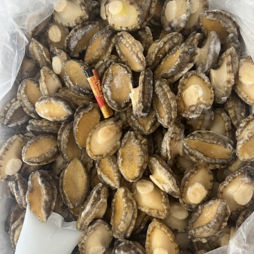 鲍鱼50头