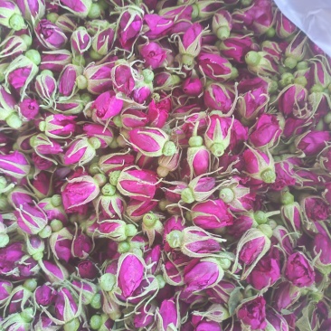 玫瑰花蕾平阴重瓣红玫瑰，花冠和花蕾两档