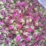 玫瑰花蕾平阴重瓣红玫瑰，花冠和花蕾两档
