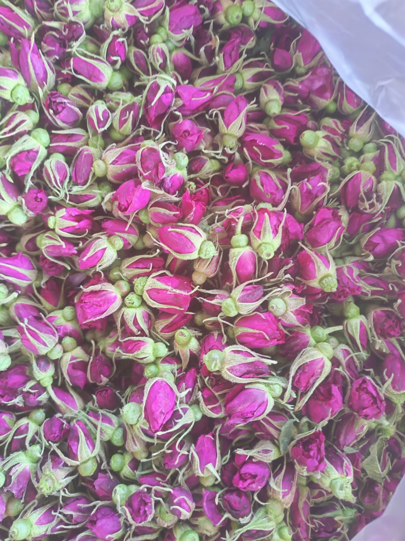玫瑰花蕾平阴重瓣红玫瑰，花冠和花蕾两档