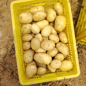 土豆三两起步