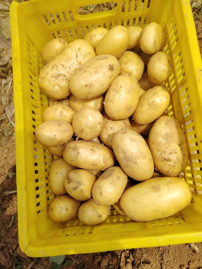 土豆三两起步