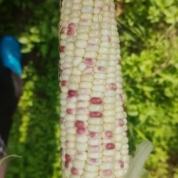彩糯玉米