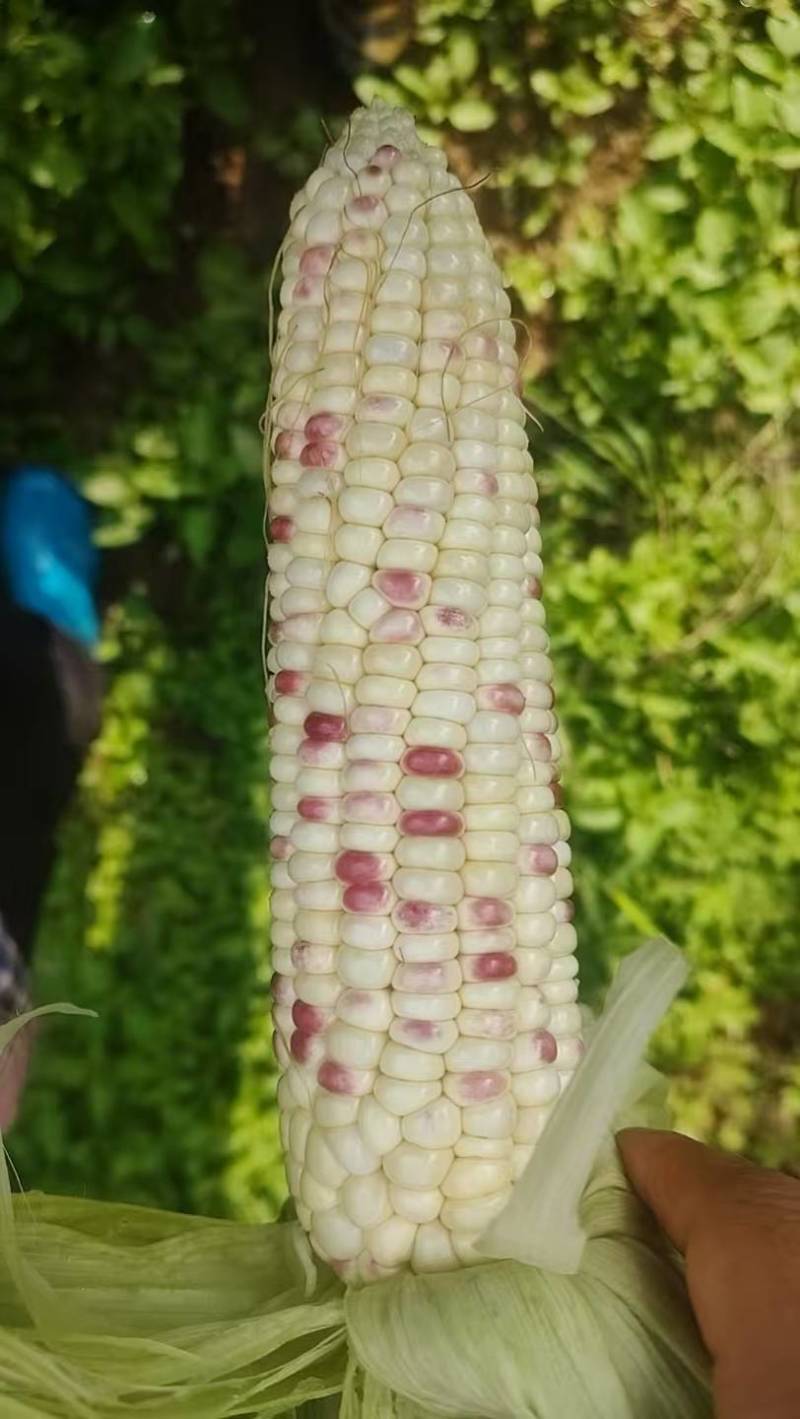 彩糯玉米