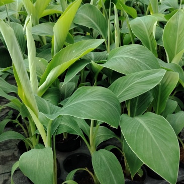 香蕉苗桂蕉一号/金粉一号粉蕉/西贡蕉