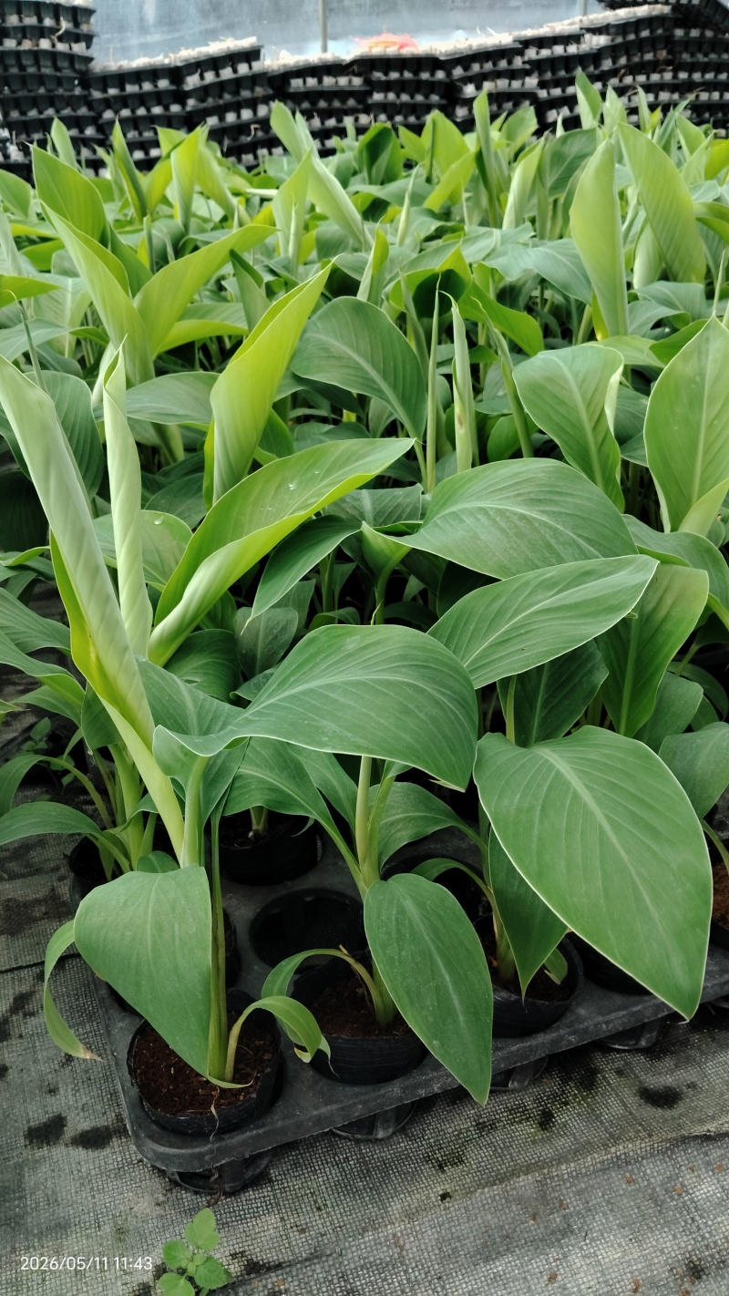 香蕉苗桂蕉一号/金粉一号粉蕉/西贡蕉
