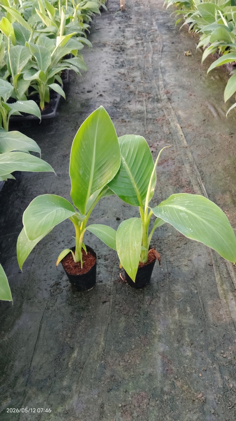 香蕉苗桂蕉一号/金粉一号粉蕉/西贡蕉