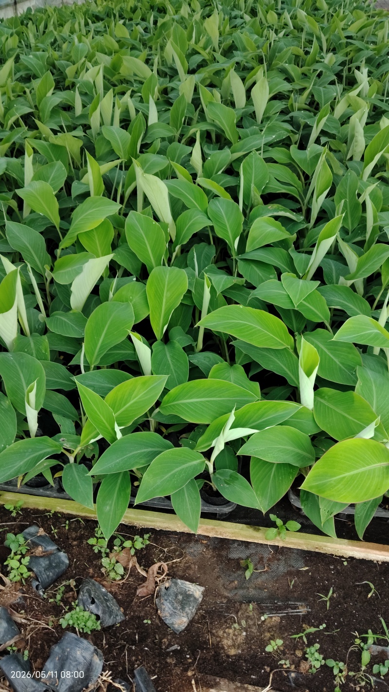 香蕉苗桂蕉一号/金粉一号粉蕉/西贡蕉