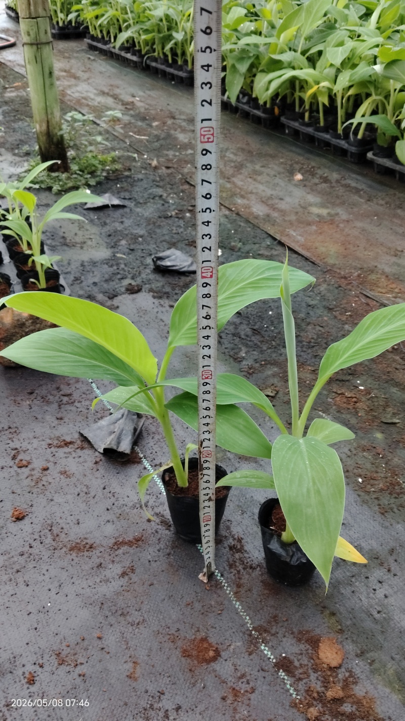 香蕉苗桂蕉一号/金粉一号粉蕉/西贡蕉