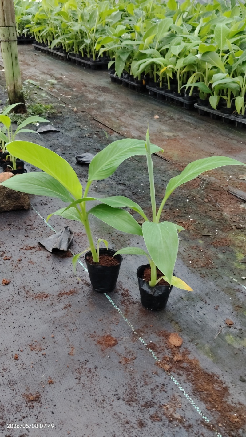 香蕉苗桂蕉一号/金粉一号粉蕉/西贡蕉