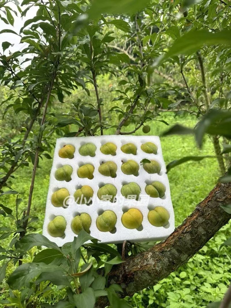 蜂糖李