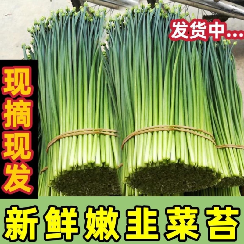 韮苔