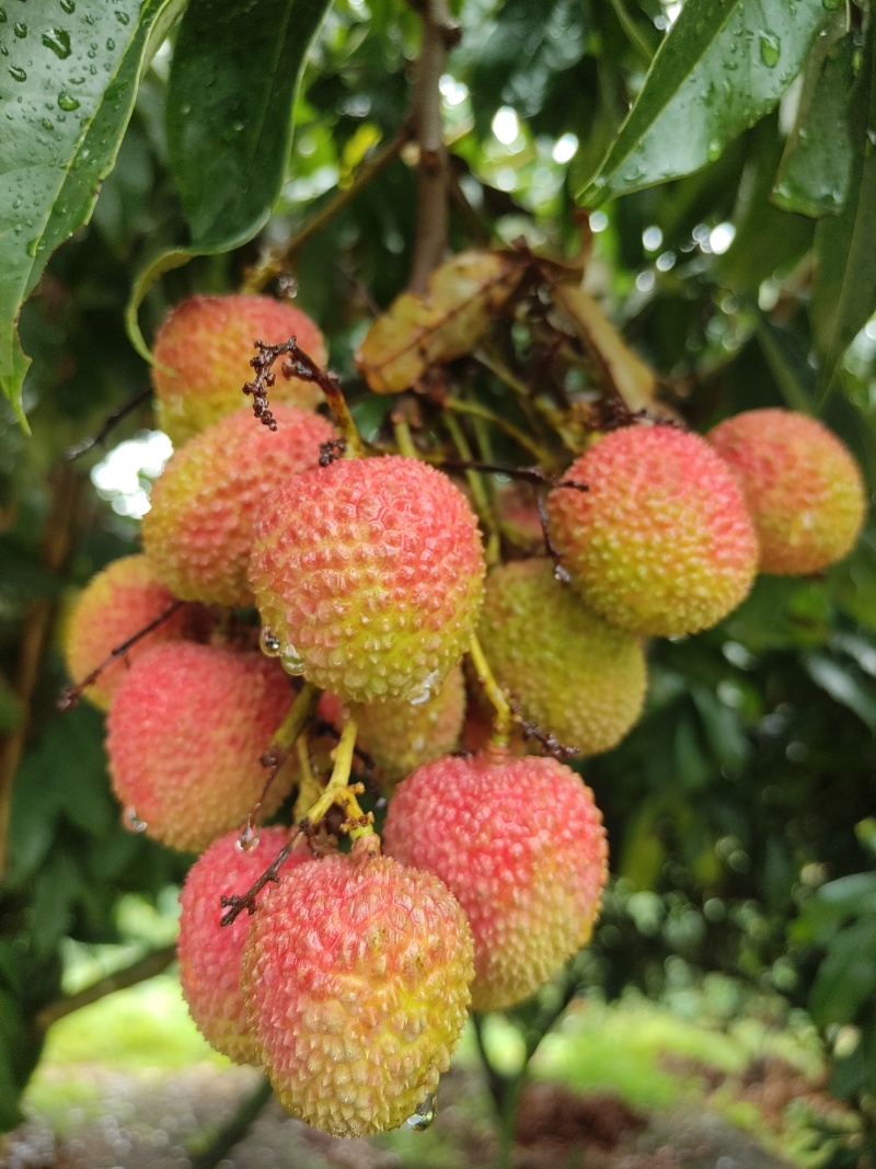 荔枝妃子笑大果糖度19基地直供保质保量可视频看货