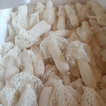 竹荪鲜品