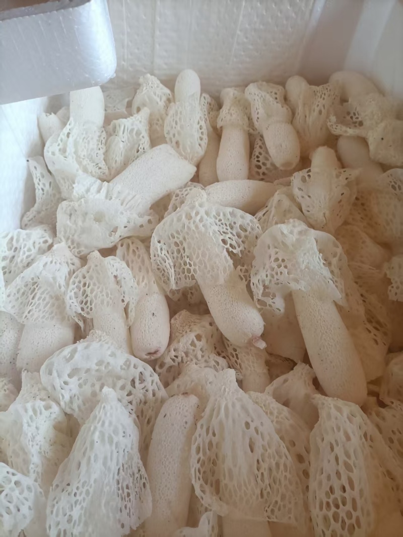 竹荪鲜品