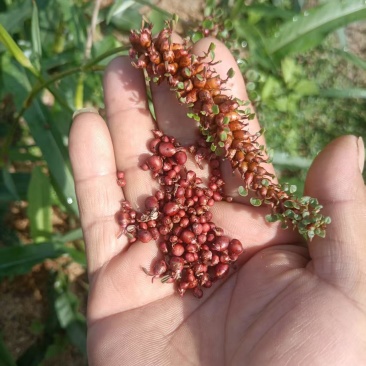 草血竭种子鲜果