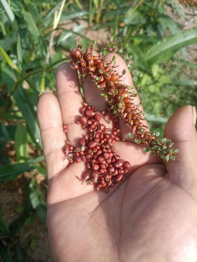 草血竭种子鲜果