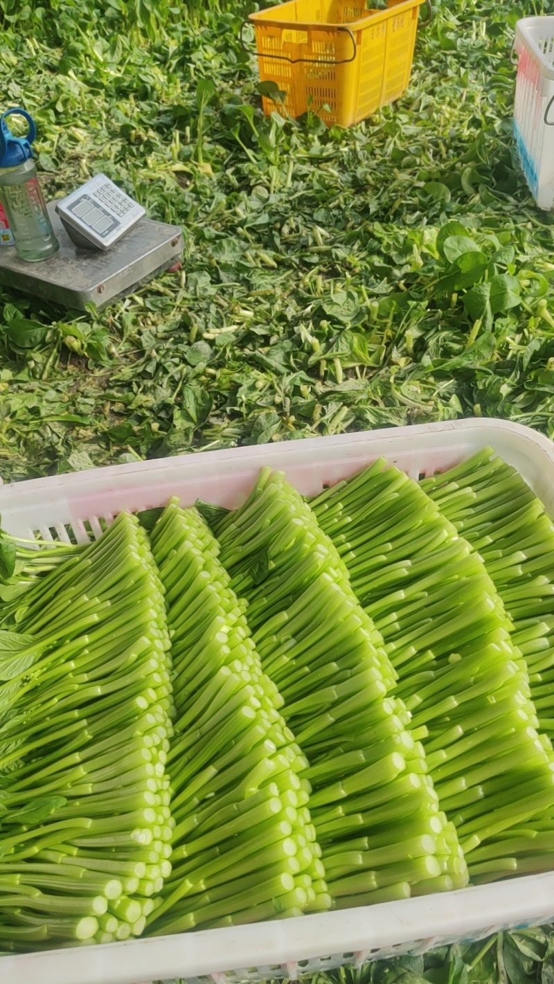 菜心中小条