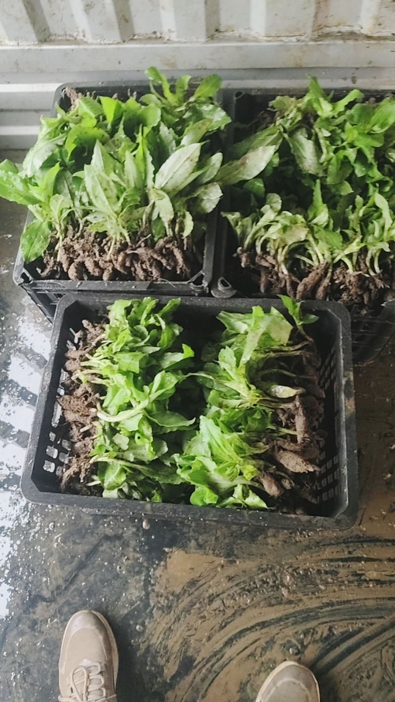 双肾草苗