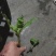 双肾草苗