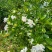 栀子花切花花枝长度15cm到50cm多种规格