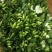 栀子花切花花枝长度15cm到50cm多种规格
