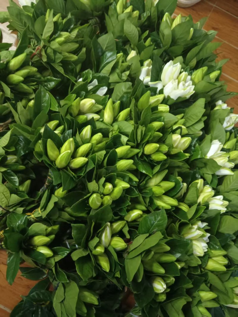 栀子花切花花枝长度15cm到50cm多种规格