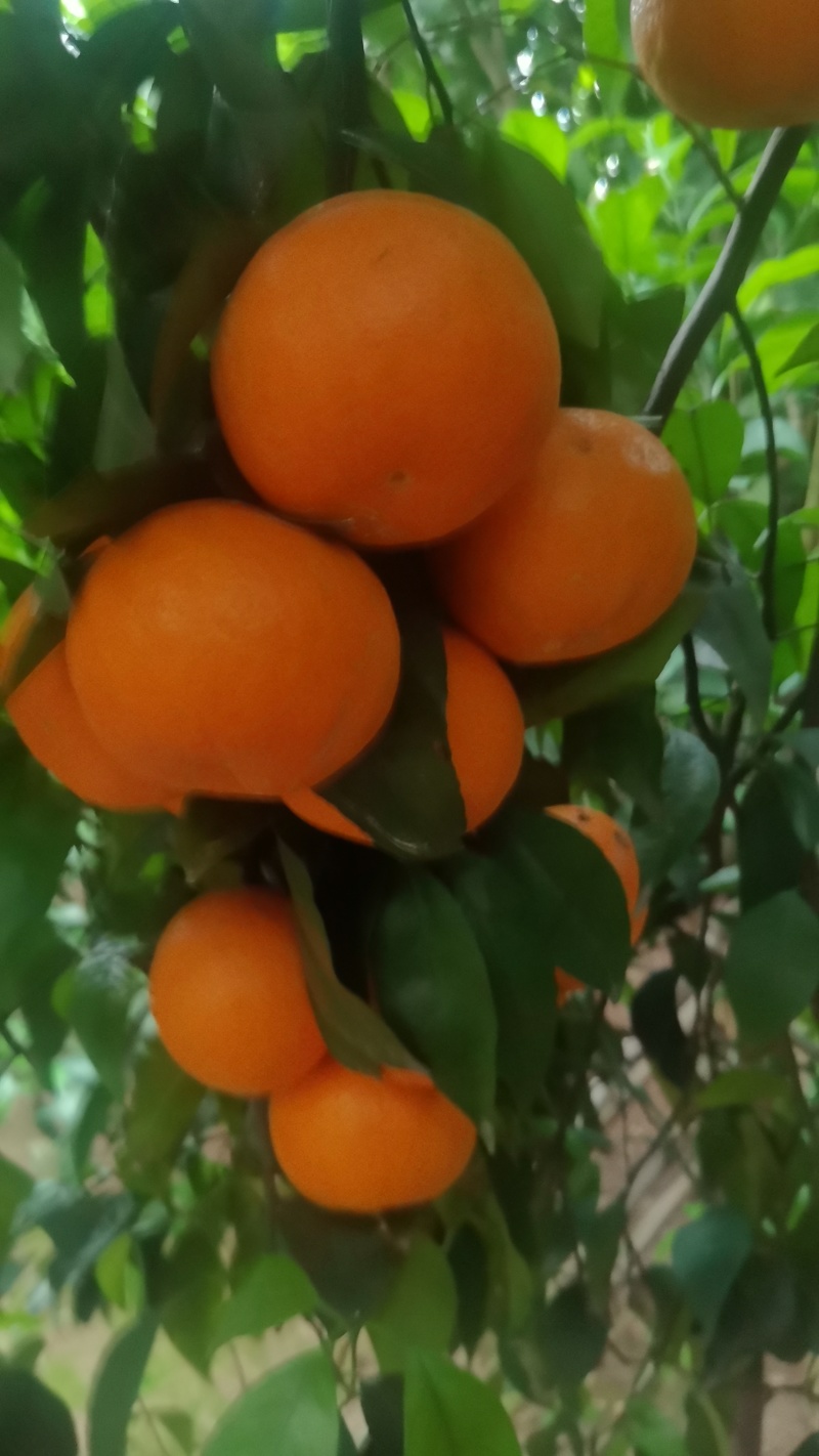 沃柑果径50mm起