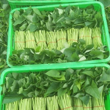 番薯叶每筐30斤