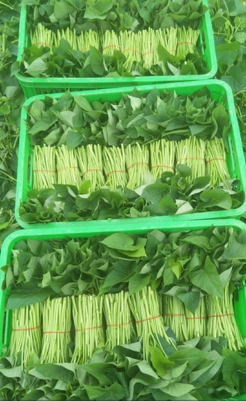 番薯叶每筐30斤