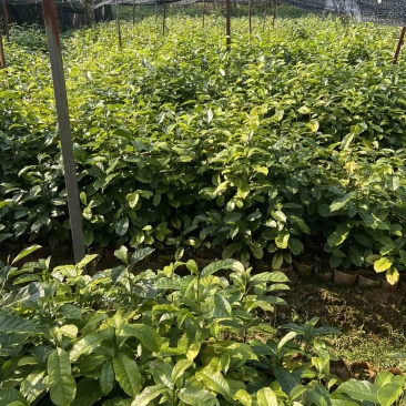 含笑杯苗80公分高