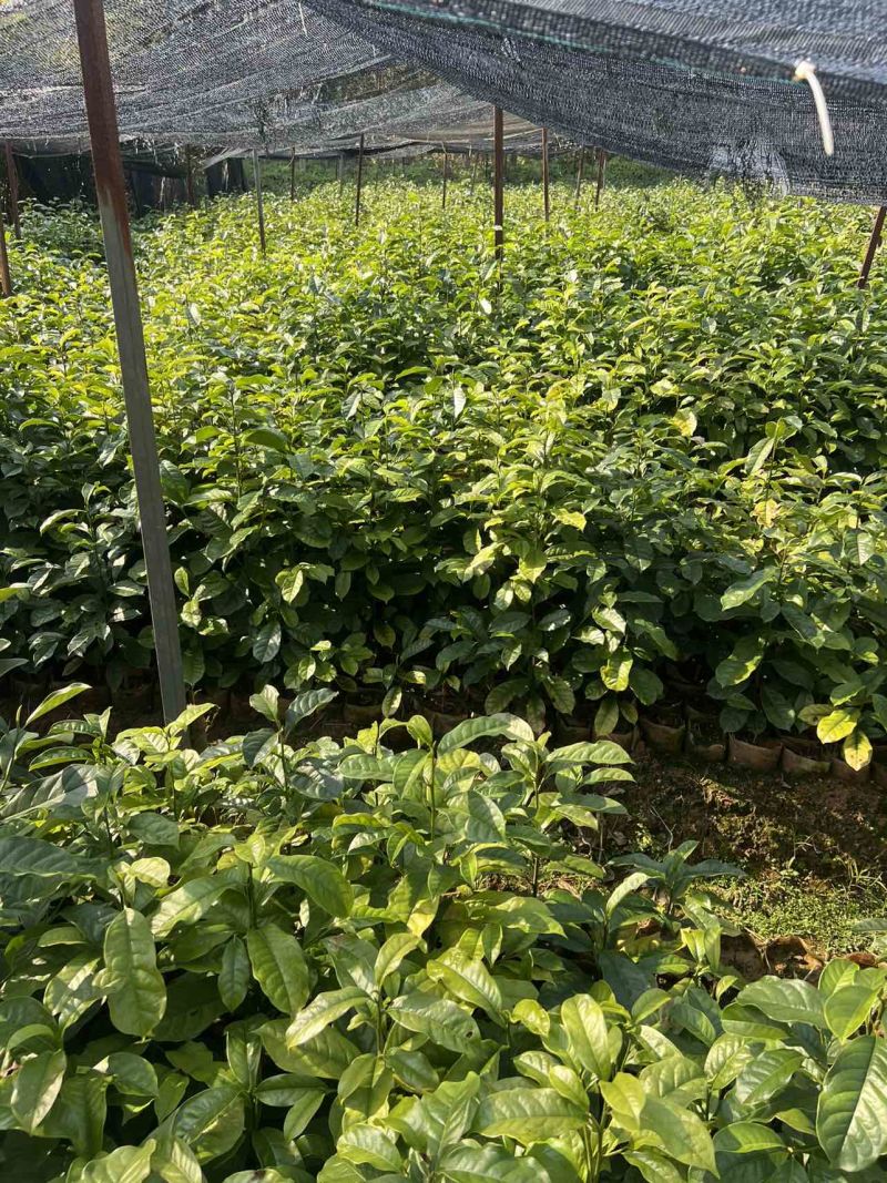 含笑杯苗80公分高