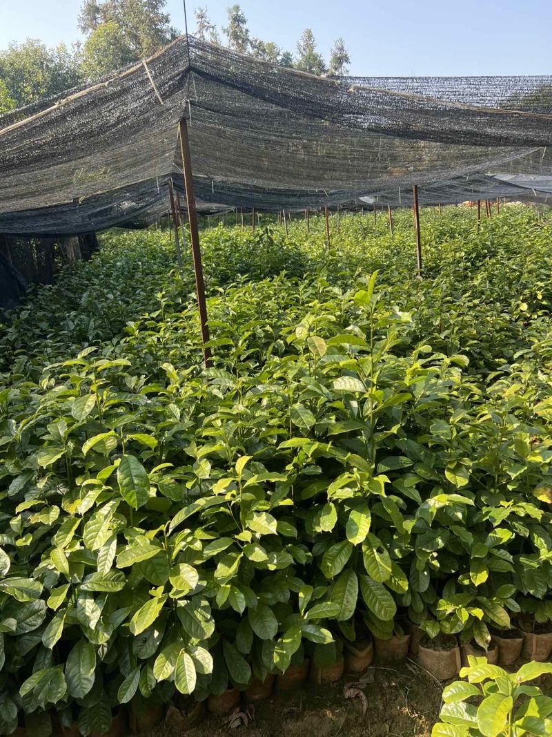含笑杯苗80公分高