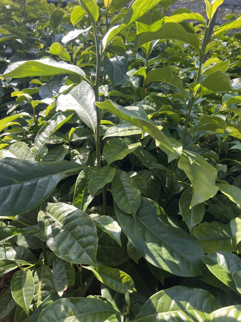 含笑杯苗80公分高
