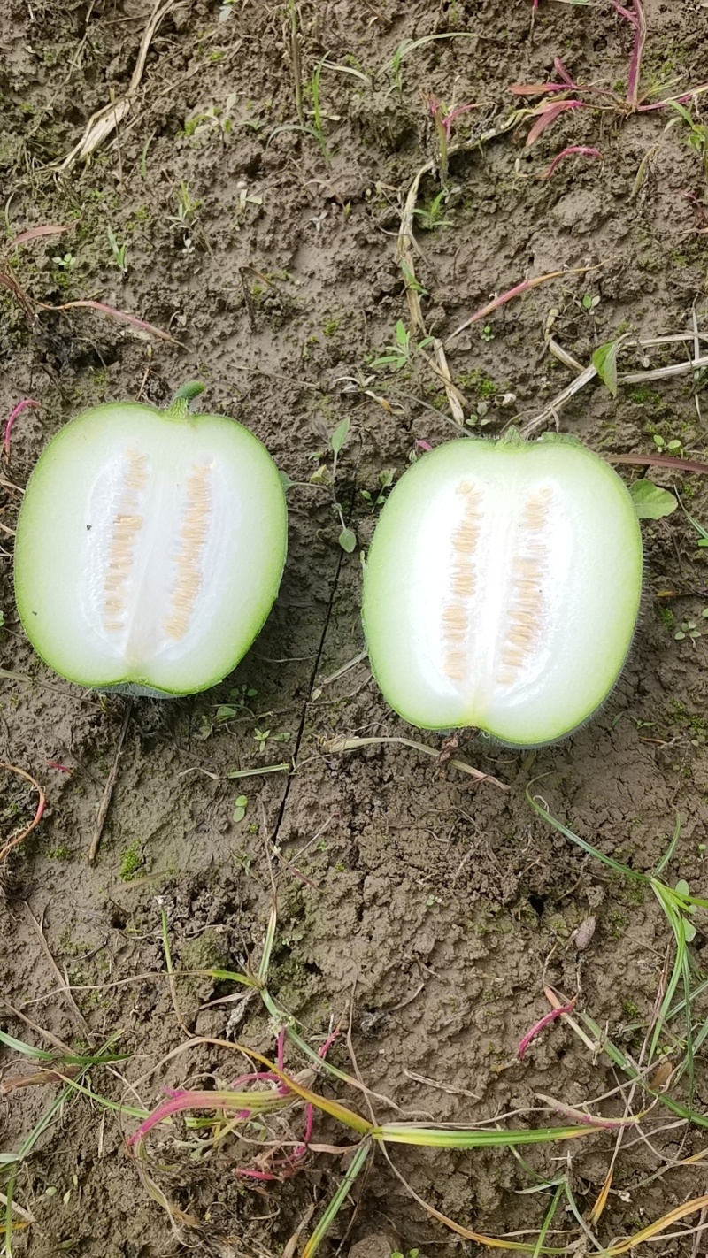米冬瓜通货2斤以上基地直发量大从优欢迎咨询