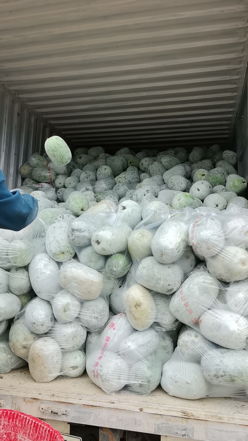 米冬瓜通货2斤以上基地直发量大从优欢迎咨询
