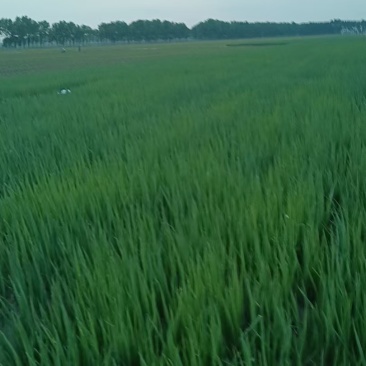 火葱葱栽子长成大葱口感好冬天储存时间长，精品