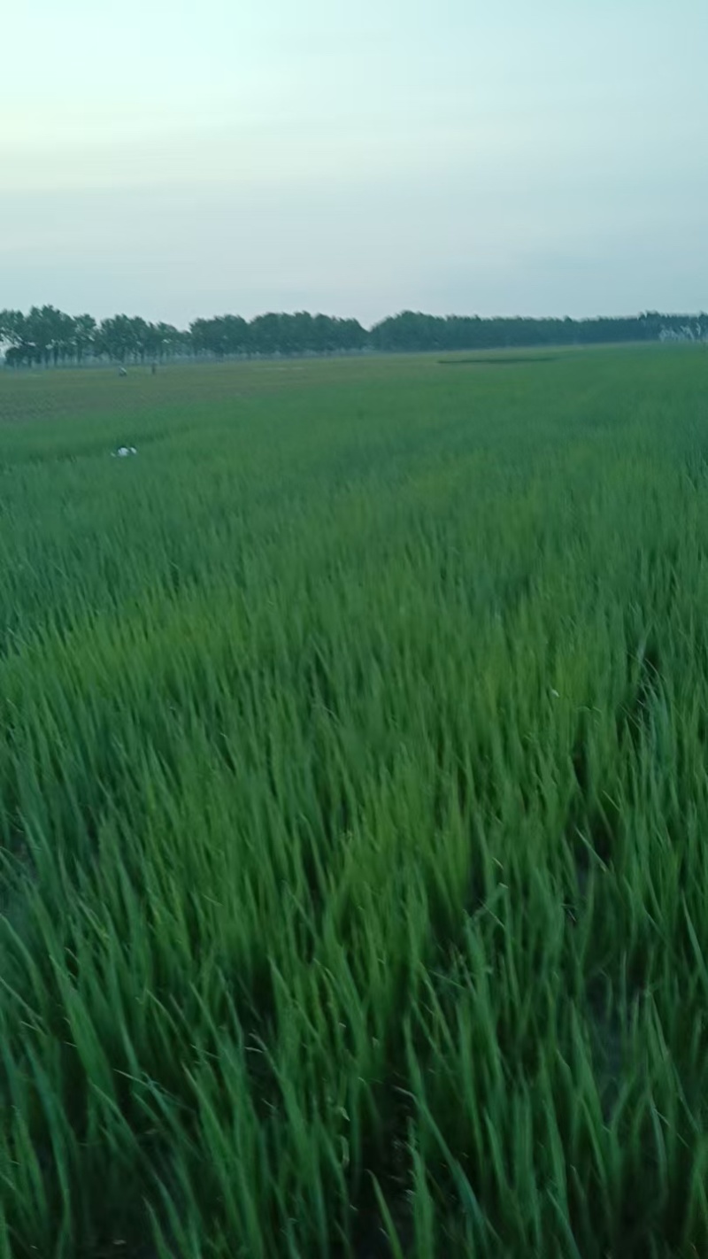 火葱葱栽子长成大葱口感好冬天储存时间长，精品