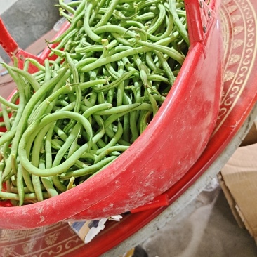 无筋豆