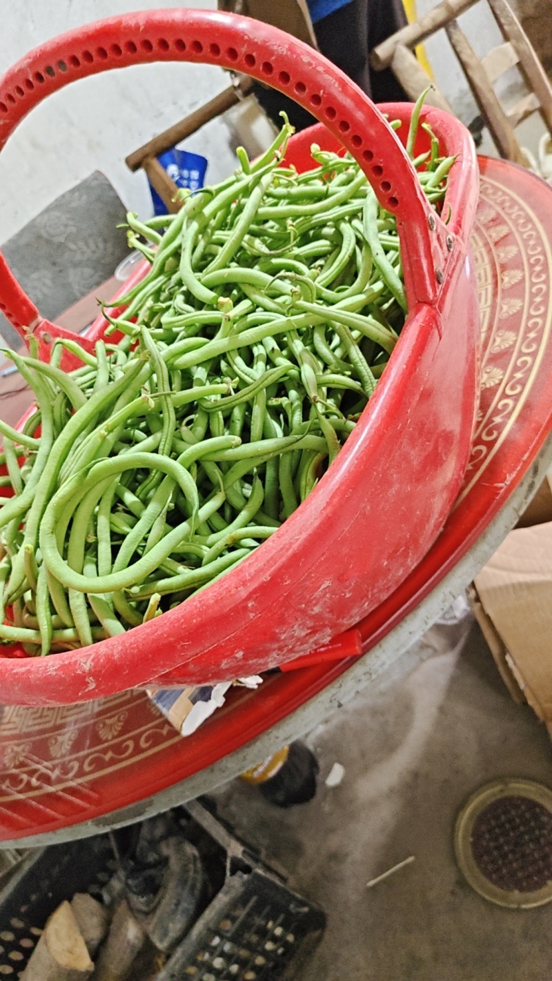 无筋豆