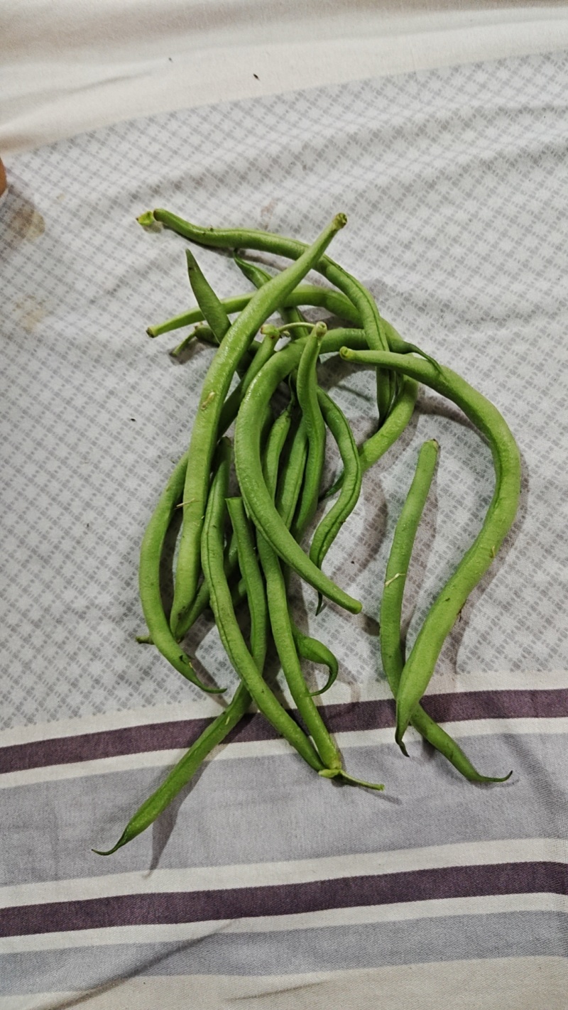 无筋豆