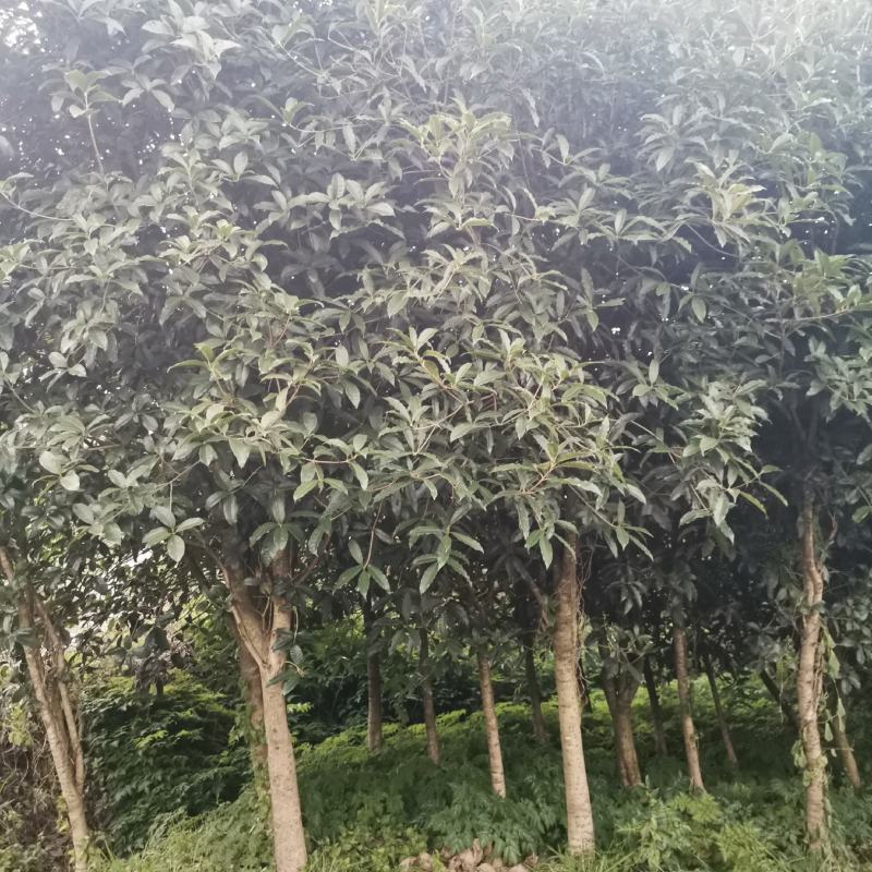 桂花地径5-10公分左右