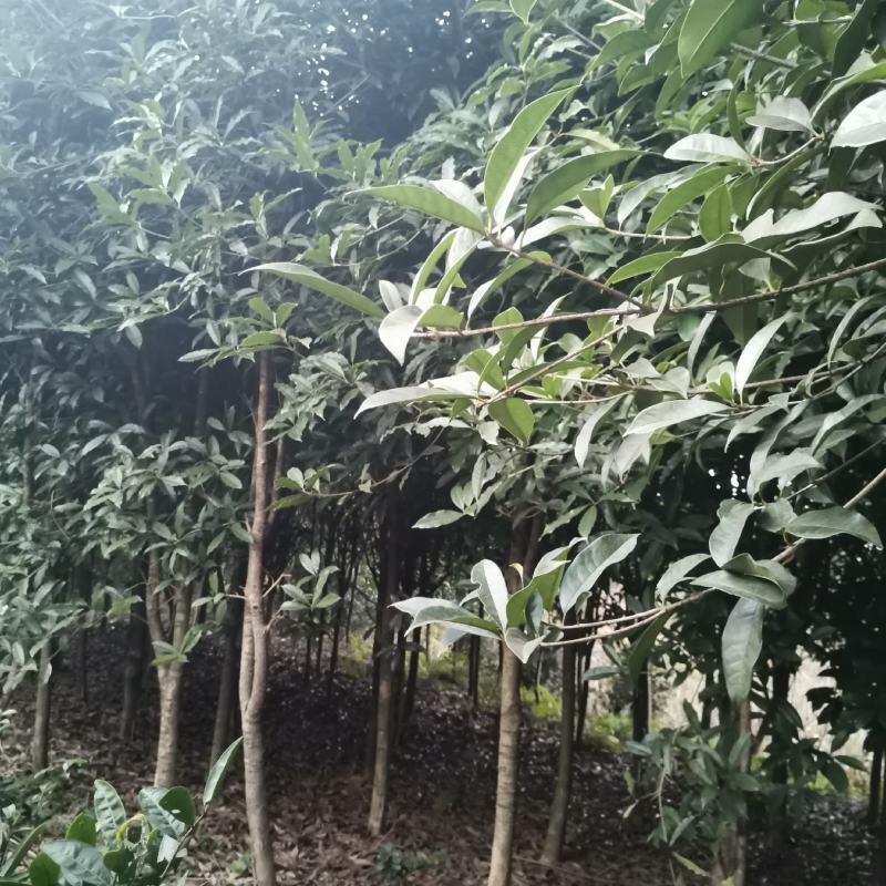 桂花地径5-10公分左右