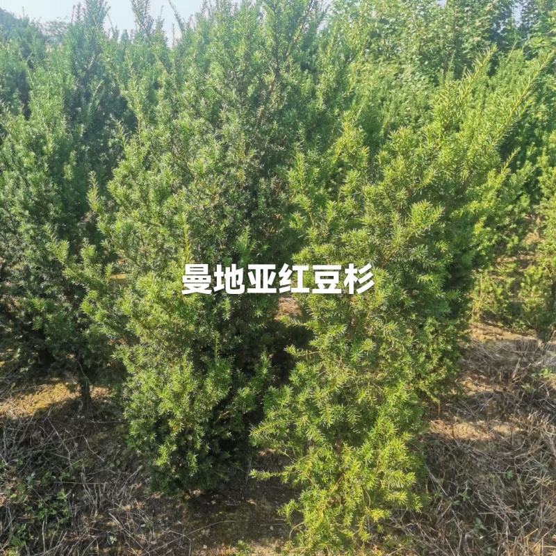 曼地亚红豆杉高度2米左右