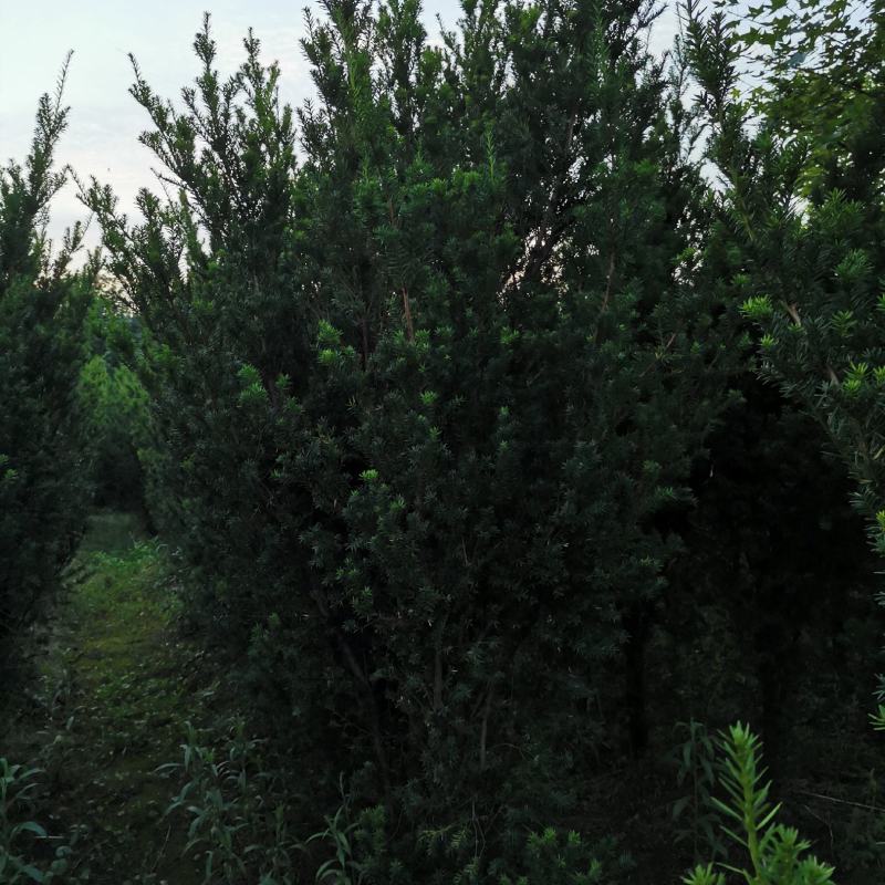 曼地亚红豆杉高度2米左右