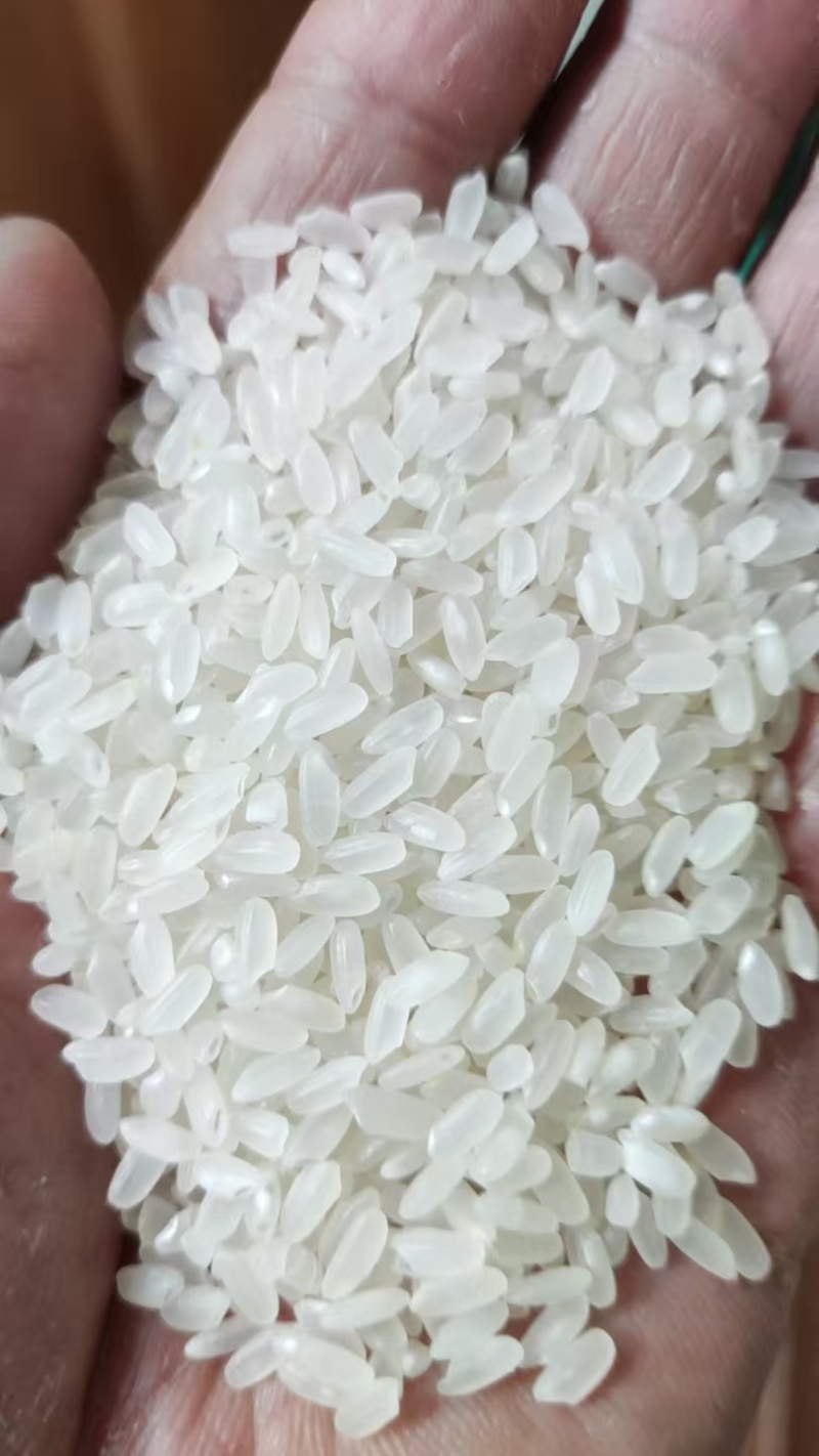 珍珠米