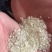 珍珠米